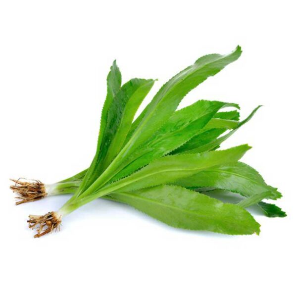 Cilantro Ancho (1 paq)