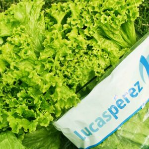 Lechuga Gourmet
