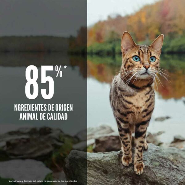 Alimento para Gatos Orijen Six Fish, 4 lbs