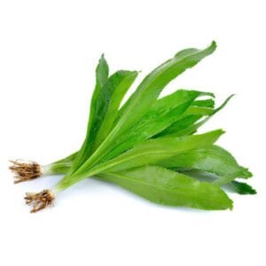 Cilantro Ancho (1 paq)