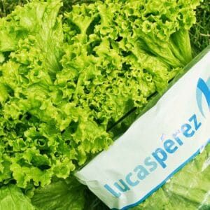 Lechuga Gourmet